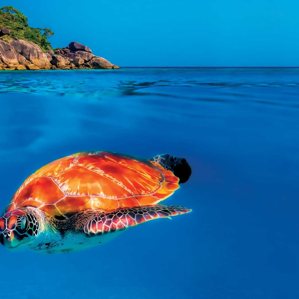 Turtle in the Surin Islands