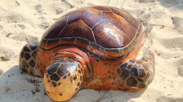 Ota selvää 79+ imagen khao lak turtle festival